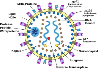 Nukleokapsid bei HIV