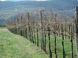 Drittelteilung der Triebe in unbelaubten Zustand