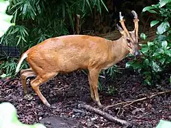 Muntjak (Muntiacus), Männchen