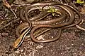 Dendrelaphis ashoki