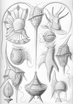 Peridinea (syn. Dinophyceae), Illustration von Ernst Haeckel (1904)