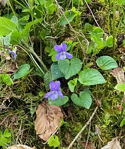 Hain-Veilchen (Viola riviniana)