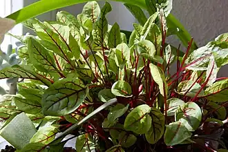 Sauerampfer Kultivar (Rumex acetosa)