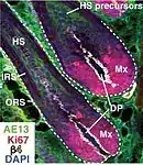 Haarfollikel. Mx: Matrixzellen, DP: Haarpapille, HS: Haarschaft, IRS: innere Schicht der Haarwurzel, ORS: äußere Schicht der Haarwurzel