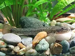 Weißflossen-Gründling