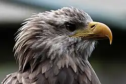 Seeadler der Falknerei Bergisch Land