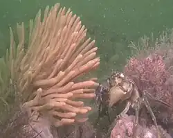 Ein Geweihschwamm Haliclona (Haliclona) oculata vor der Küste der Niederlande