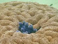 Haliclona caerulea mit Steinkorallen vor Koh Phangan, Thailand