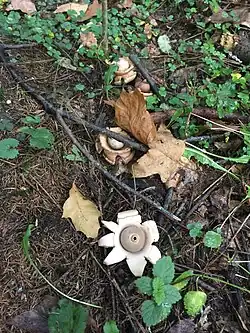 Halskrausen-Erdstern im NSG