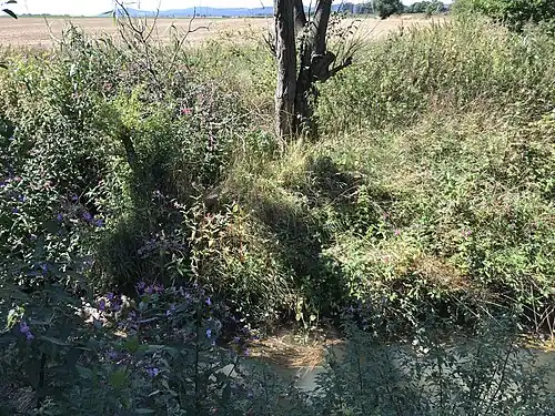 Mündung Hamstergraben, vorne von rechts, links in Riedgraben