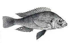 Haplochromis cinereus