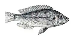 Haplochromis granti