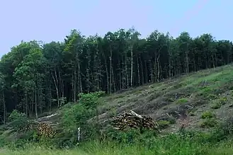 Bild 11: Bewirtschaftung des Waldes