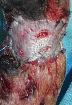 Hauttransplantation bei einem Hund (Meshgraft), direkt nach der Operation