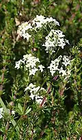Harzer Labkraut (Heath bedstraw)