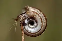 2019 Heideschnecke