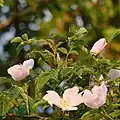 Hecken-Rose (Rosa corymbifera)