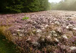 Spinnennetze auf blühenden Heideflächen führen zu Bienenverlusten