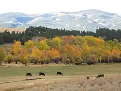 Wälder im National Forest