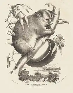 Fuchskusu aus Mammals of Australia