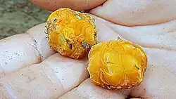 Fruchtverbände von Helicostylis tomentosa