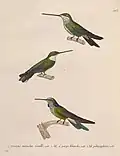 Violettkehlkolibri (Figur 1) illustriert von Jean-Gabriel Prêtre (Teil der Erstbeschreibung)