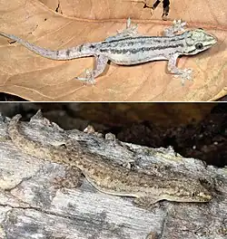 Varianten des Asiatischen Hausgecko