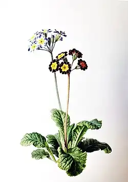 Primula, 1842