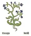 Teil I, Kapitel 23 ... Borago officinalis