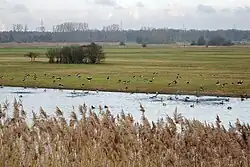NSG „Auf dem Sand“: Flachwasserbereich, Feuchtwiesen, Graugänse (2019)