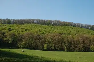 Steilblick von der Rohrerwiese zum Hermannskogel. Am Horizont die Spitze der Aussichtswarte
