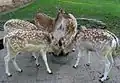 Fünf Damhirsche im Tierpark im Jahre 2013