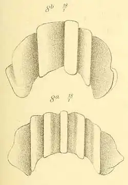 Kiefer (aus Hesse 1920: Taf. 643, Fig.12[3])