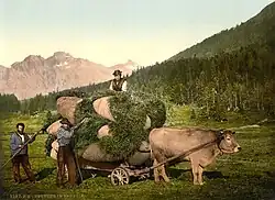 Ochse mit Nackenjoch im Engadin um 1900