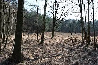 Hildener Heide im März 2016