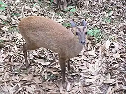 Indischer Muntjak (Muntiacus muntjak)