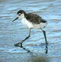 Jungvogel des Amerikanischen Stelzenläufers