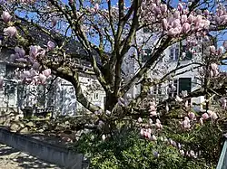 Magnolienblüte in Hintenmeiswinkel