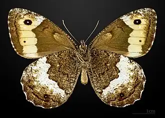 △ Kleiner Waldportier