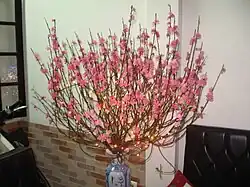 Blühender Pfirsichast Hoa đào zu Tết viet, nordvietnamesische Tradition[15]