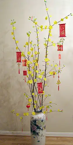 Zu Tết geschmücktes Hoa Mai (Ochna integerrima), südvietnamesische Tradition[15]