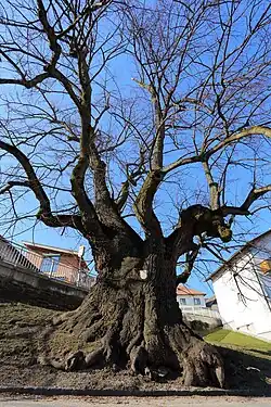 Habitus der rund 700 Jahre alten Sommerlinde in Hochneukirchen