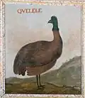 Quelele