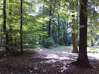 Gipfelbereich der Hohen Wart