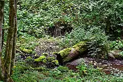 Großer Wolfsbach westlich von Hohegeiß