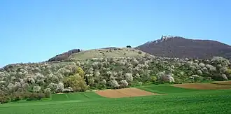Der Hohenbol (mit der markanten Gruppe von Schwarzkiefern auf dem Gipfel) – dahinter der Teckberg mit der Burg Teck