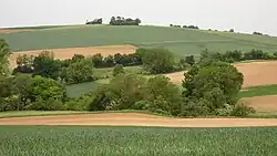 Hohl Halde, dahinter die Hecke entlang der Landesstraße 3065 (2020)