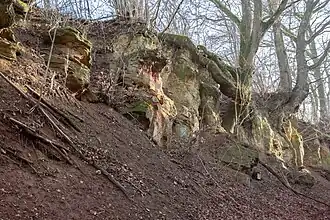 Aufschluss mit Vegetation