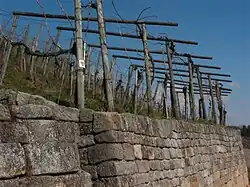 Pergel an der Stirnseite eines Weingartens