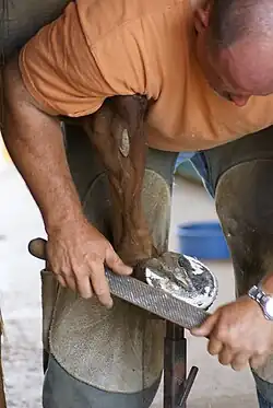 Hufbearbeitung mit der Raspel